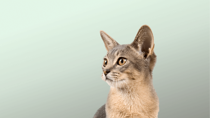 Предложение-1