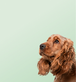 Предложение9. Мобильная версия