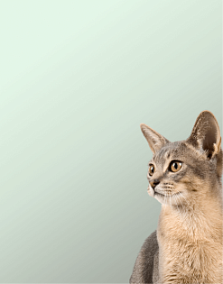 Предложение1. Мобильная версия