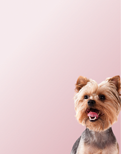 Предложение1. Мобильная версия