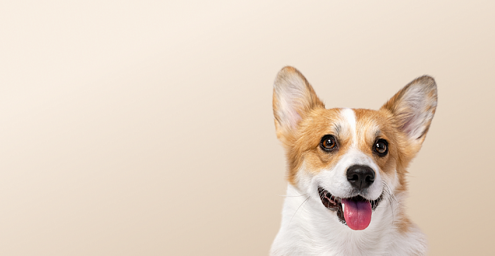 Предложение0. Версия планшета