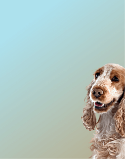 Предложение0. Мобильная версия