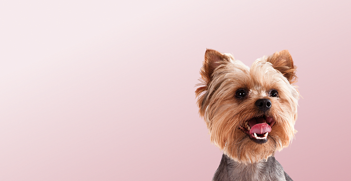 Предложение1. Версия планшета