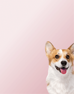 Предложение2. Мобильная версия