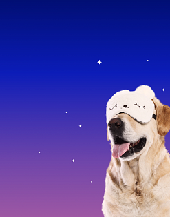 Предложение0. Мобильная версия