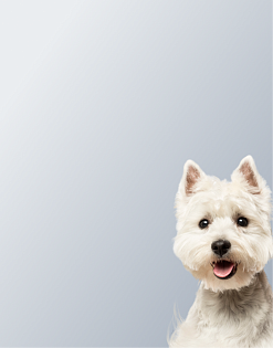 Предложение4. Мобильная версия