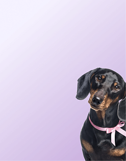 Предложение3. Мобильная версия