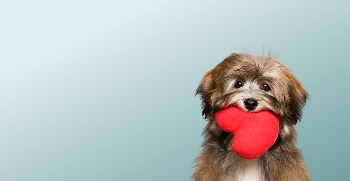 Предложение2. Версия планшета