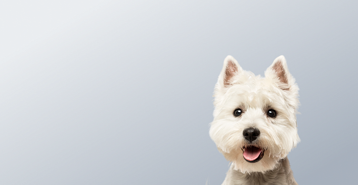 Предложение4. Версия планшета