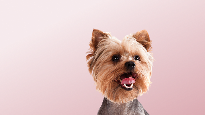 Предложение-1