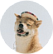 Толя