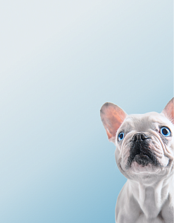 Предложение2. Мобильная версия