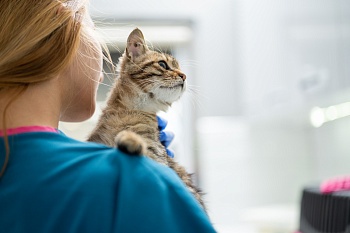 Чумка у кошек: как распознать и лечить панлейкопению