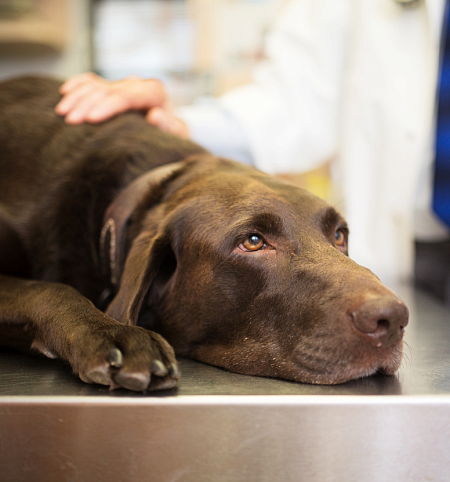 Рак у домашних питомцев: интервью с онкологом Романовой Светланой Евгеньевной