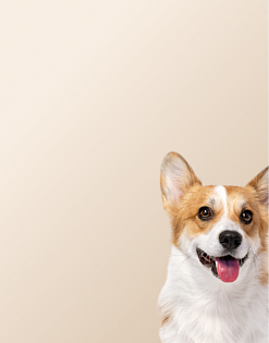 Предложение0. Мобильная версия