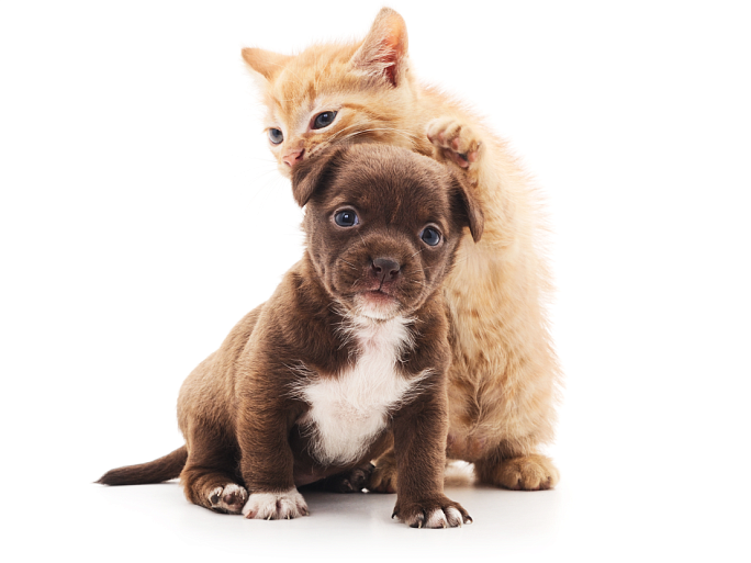 Чекапы для щенков и котят