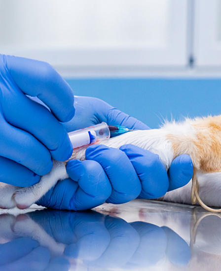 Не&nbsp;сливай Мурзика: что нужно знать о&nbsp;донорстве в&nbsp;ветеринарии