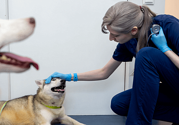 Выпуск с&nbsp;Елизаветой Александровой на&nbsp;подкасте &laquo;Гусьгусь&raquo;