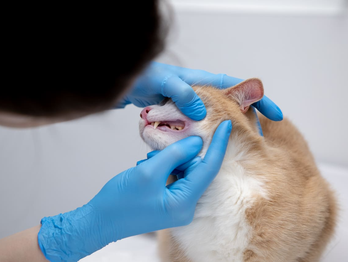 Ветеринарная стоматология в Москве для кошек и собак - ветклиника Vetcity