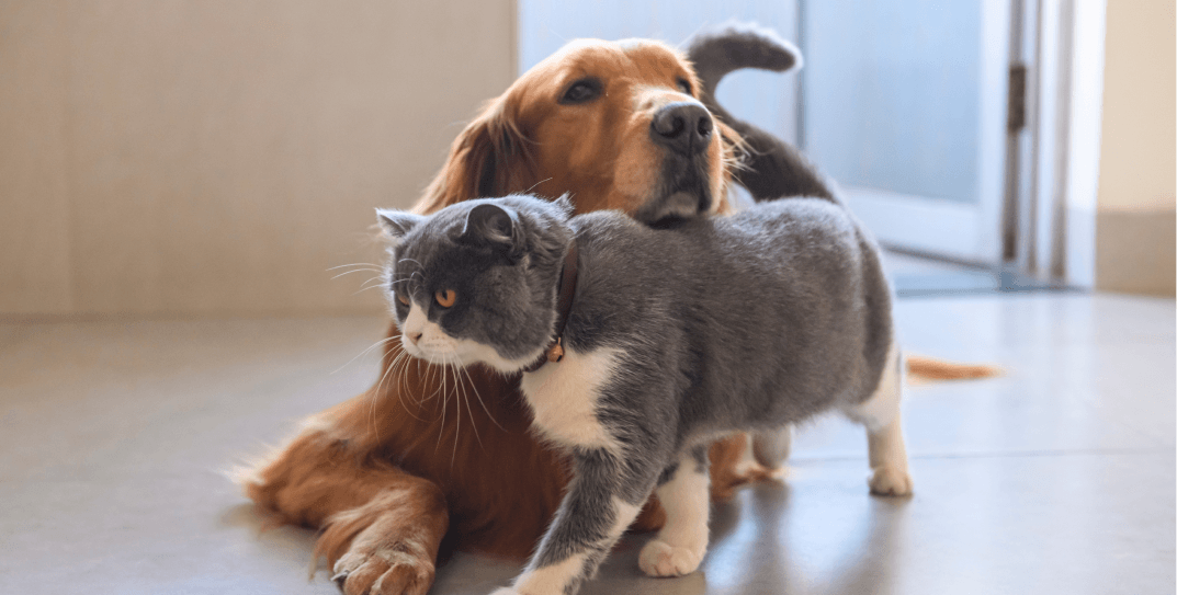 Стоимость кастрации и&nbsp;стерилизации в&nbsp;Vetcity Clinic