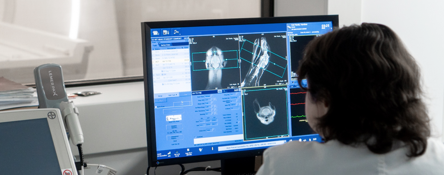 Стоимость КТ&nbsp;в&nbsp;Vetcity Clinic