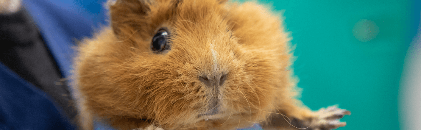 Стоимость МРТ в&nbsp;Vetcity Clinic