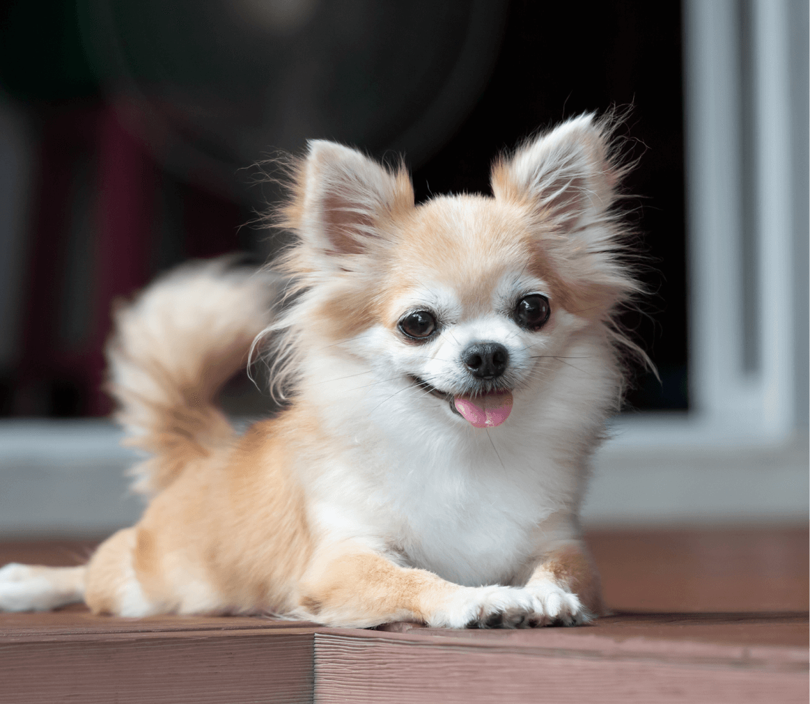 Чихуахуа Полина